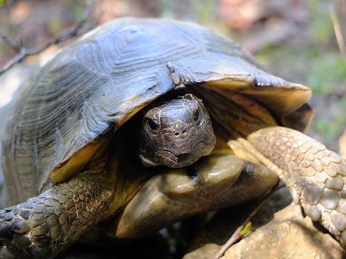 Schildpad Griekenland