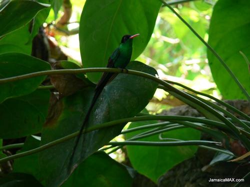 Doctor Bird Jamaica