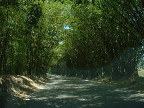Bamboo Alley Jamaica