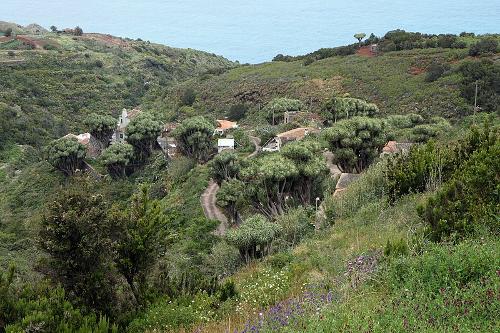 Drakenbloedbomen, La Palma