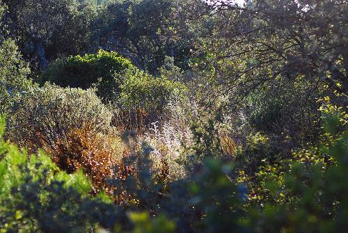 Garrigue Languedoc-Roussillon