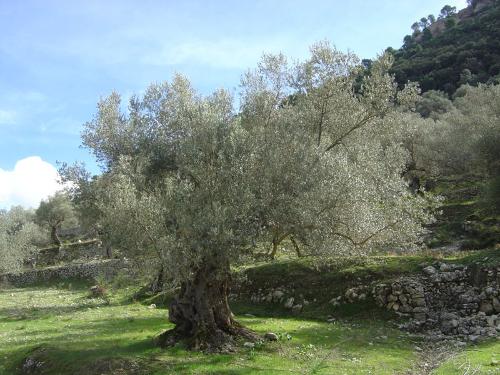 Olijfbomen Mallorca
