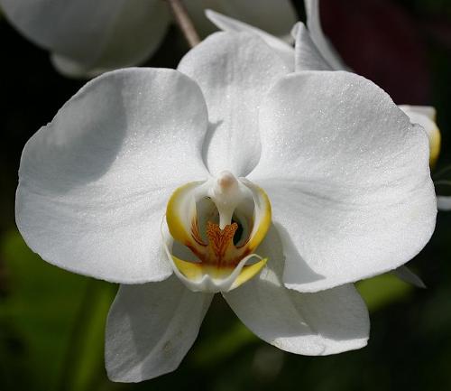 Witte Orchidee, Menorca