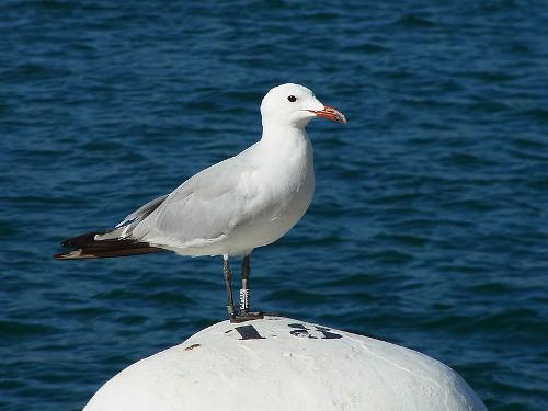 Meeuw in de haven van Mahon, Menorca
