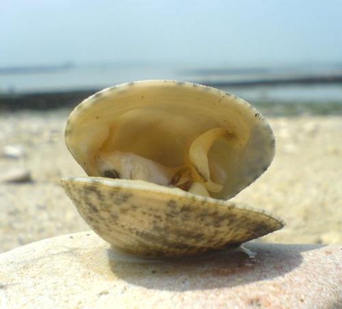 Venusmossel, Menorca