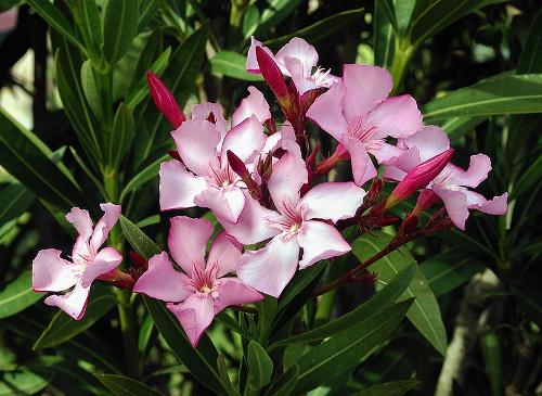 Oleander Menorca