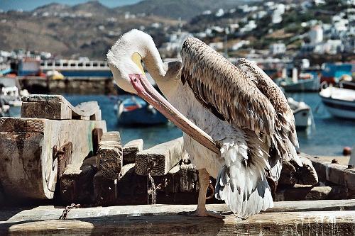 Pelikaan, Mykonos