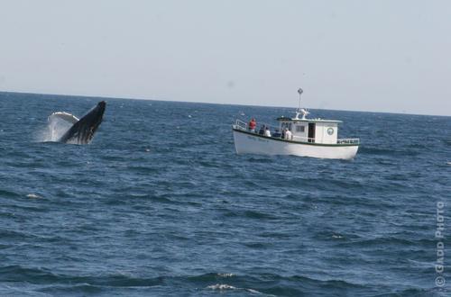 Newfoundland en Labrador Walvissen Kijken Newfoundland en Labrador Walvissen Kijken
