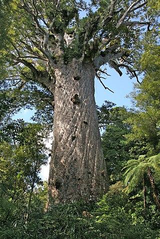 Kauri boom "Tane Mahuta" in het Waipoua Forest. Kauri boom "Tane Mahuta" in het Waipoua Forest.