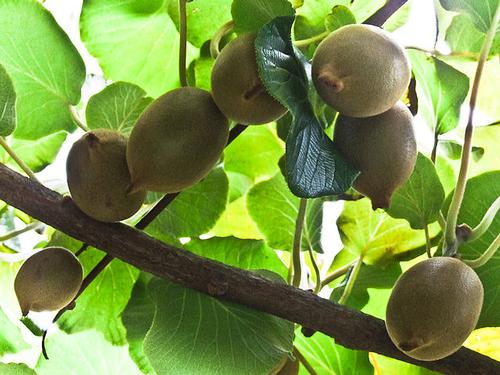 Kiwi's, belangrijk exportproduct voor Nieuw-Zeeland Kiwi's, belangrijk exportproduct voor Nieuw-Zeeland