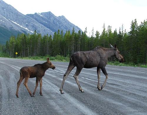 Eland moeder en jong