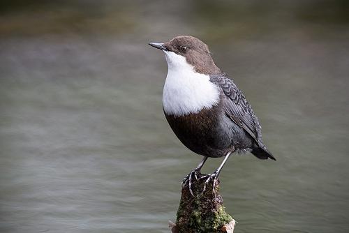 Waterspreeuw, nationale vogel van Noorwegen