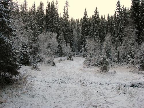 Besneeuwd naaldbos