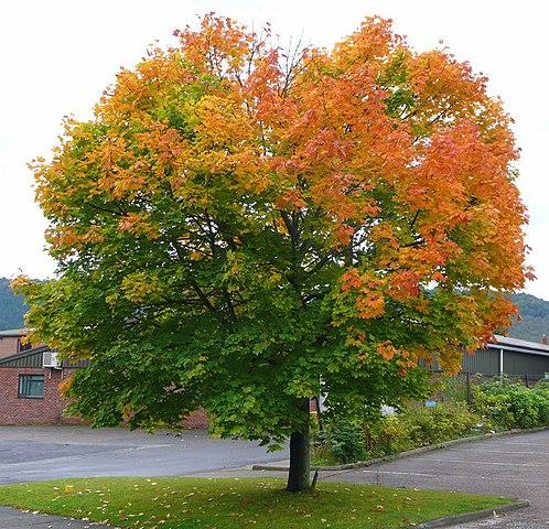 Noorse Esdoorn