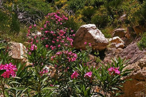 Oleander, Samos