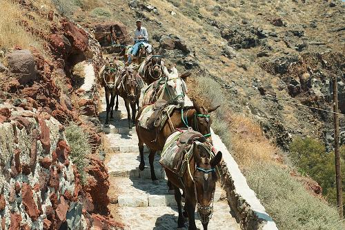 Muilezels, Santorini
