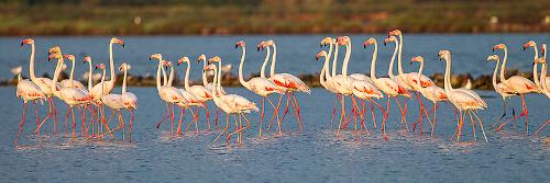 Flamingo's Sardinie