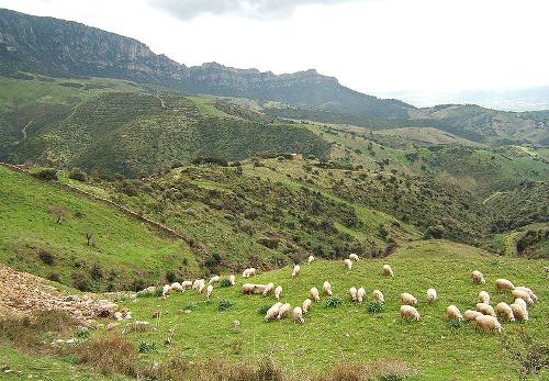 Schapen Sardinie