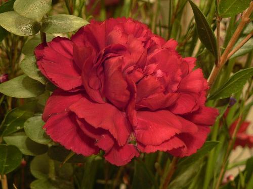 De natonale bloem van Spanje is de rode anjer