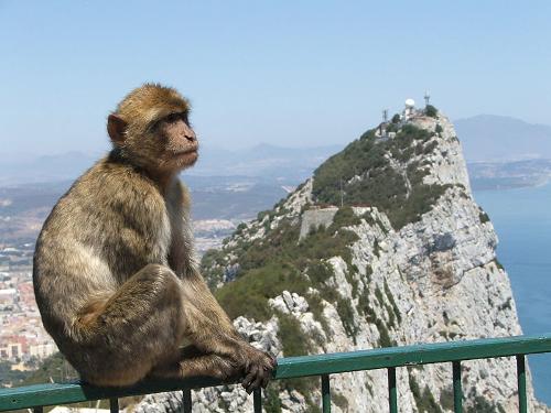 Barbarijde makaak bij de rots van Gibraltar