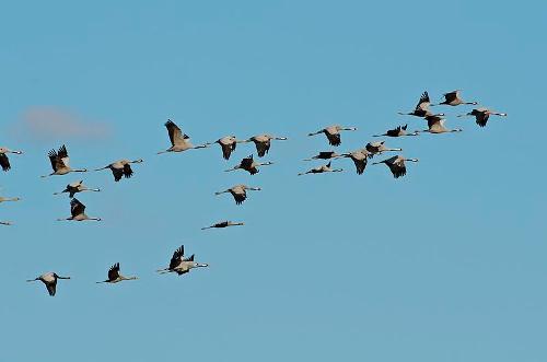 Kraanvogels, Spanje