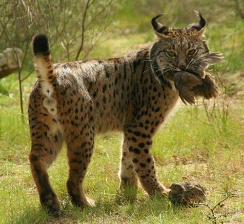 Iberische lynx, Spanje