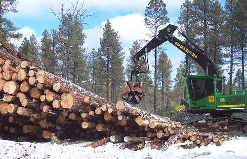 Houtvoorraad in Kaibab Nationa Forest, Arizona, Verenigde Staten Houtvoorraad in Kaibab Nationa Forest, Arizona, Verenigde Staten