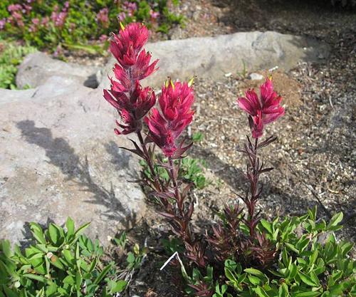 Magenta paintbrush Magenta paintbrush