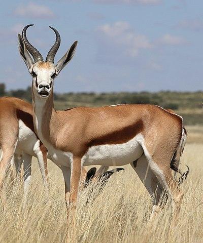 ZUID AFRIKA Planten En Dieren ZUID AFRIKA Planten En Dieren