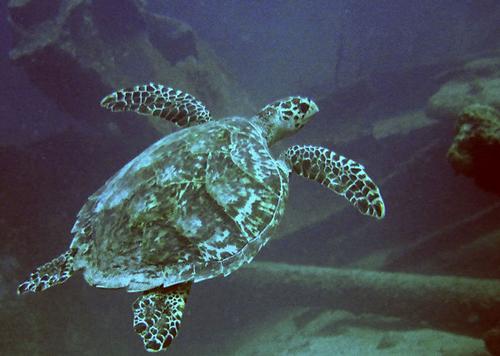 Onderwaterwerled bij Oranjestad Aruba