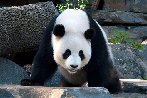 Adelaide Reuzenpanda in de dierentuin Van Adelaïde