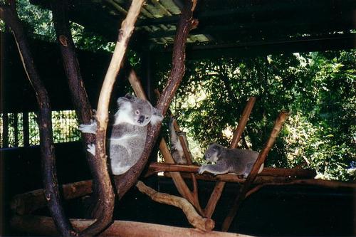 Lone Pine Koala Sanctuary in Brisbane