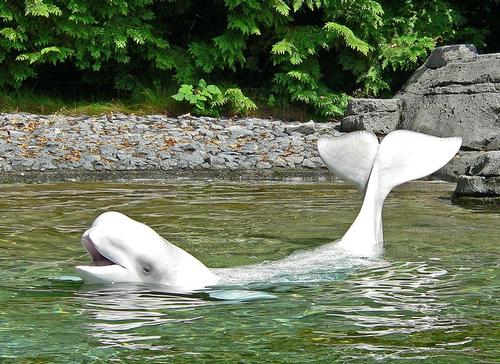 Beluga Walvis in het Vancouver Aquarium