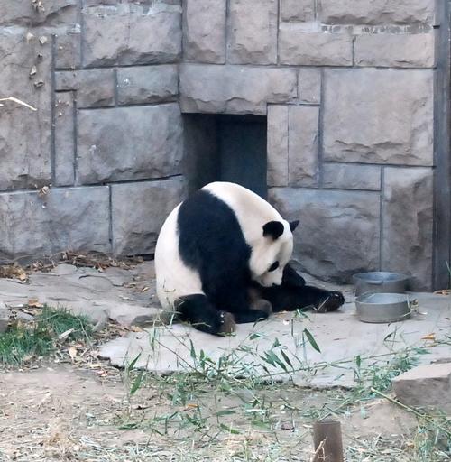 Panda in de dierentuin van Beijing