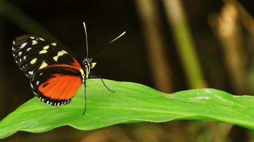 Spirogyra Butterfly Garden