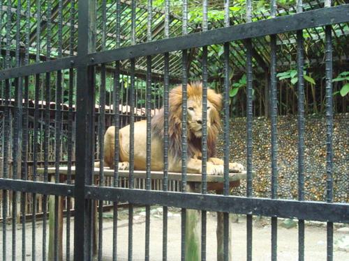 Leeuw in de dierentuin in San Jose Costa Rica