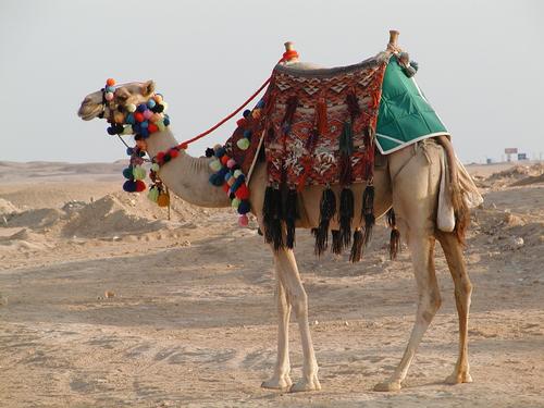 Marsa Alam per kameel de woestijn in