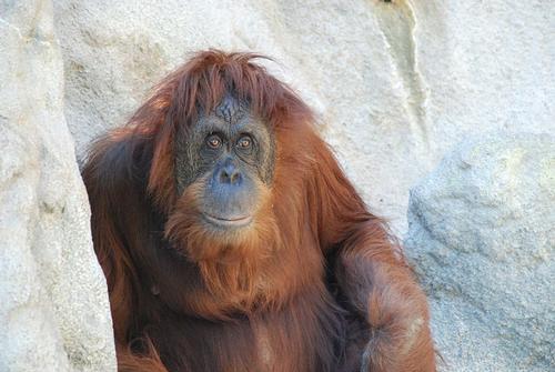 Orang Oetan in de Monkey Jungle in Miami