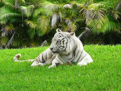 Bengaalse Tijgers in Metrozoo Miami