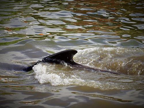 Walvis bij Faroer