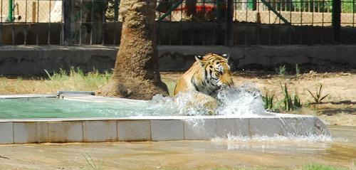 Dierentuin in Bagdad herstelt langzaam