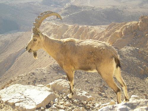 Woestijnsafari vanuit Eilat, met veel geluk zie je dan de Nubische Ibex