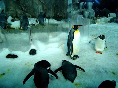 Pinguins in Underwater World Kelly Tarlton’s in Auckland