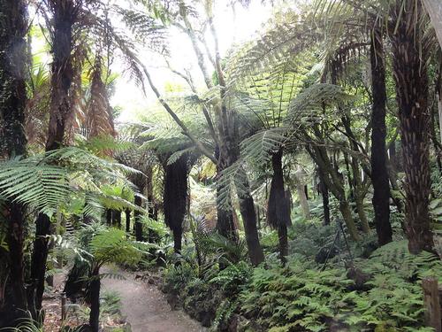 Winter garden in Auckland Domain