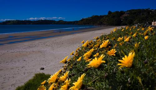 Waiheke Island in de buurt van Auckland