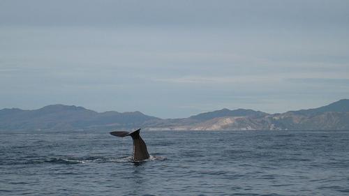 Kaikoura Walvissen Kijken