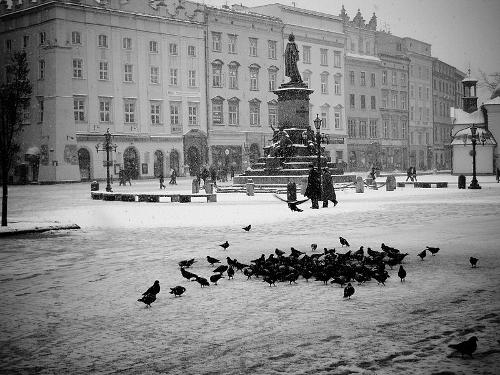 Krakow Duiven op het Plein in de winter