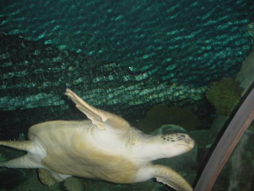 Zeeschildpad in Mandalay Bay Shark Reef in Las Vegas