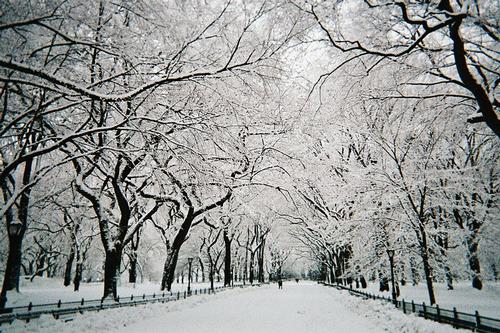 Central park in New York in de sneeuw