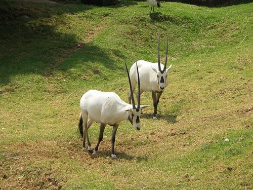 Oryxen in de dierentuin van Johannesburg